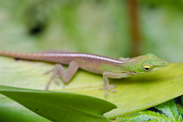 cuban green anole (Anolis porcatus)