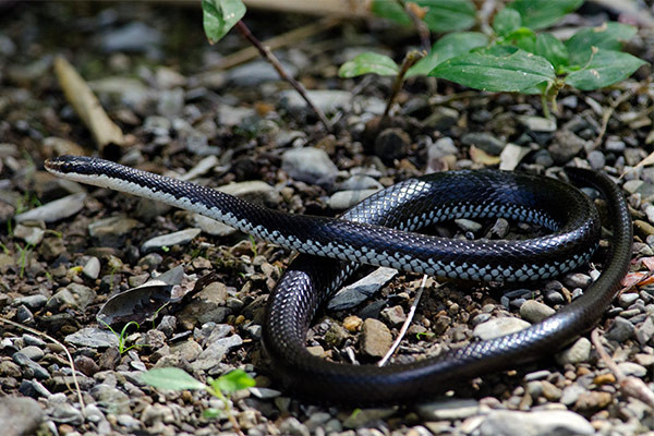 cuban lesser racer (Caraiba andreae)