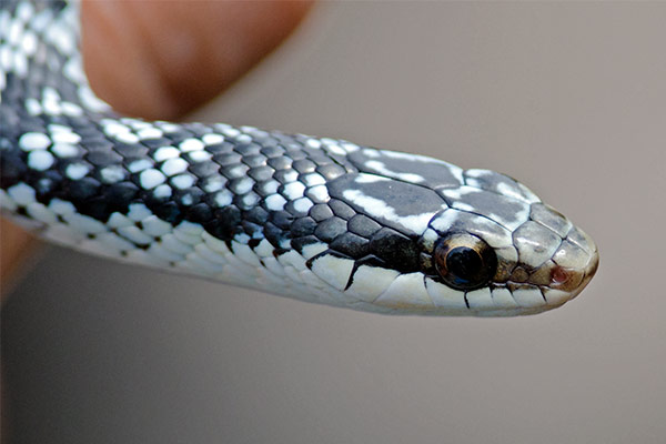 cuban lesser racer (Caraiba andreae)2