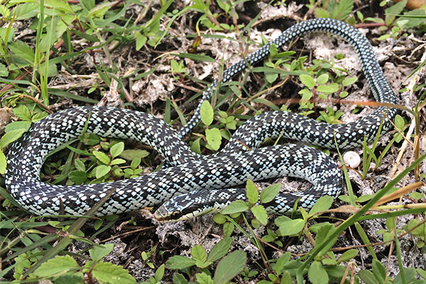 cuban lesser racer (Caraiba andreae)3