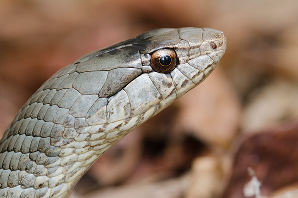 cuban racer (Cubophis cantherigerus)