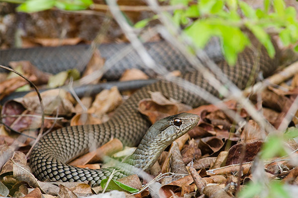 cuban racer (Cubophis cantherigerus)2