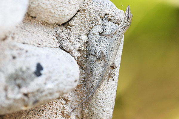 cuban twig anole (Anolis angusticeps)