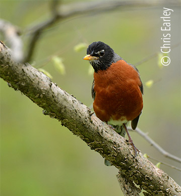 American Robin Chris Earley