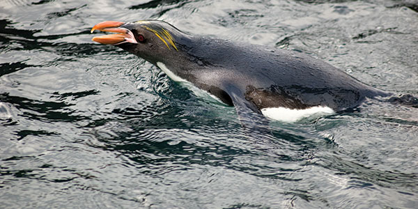 Macaroni Penguin