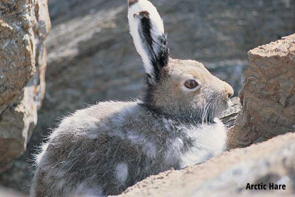 Arctic Hare