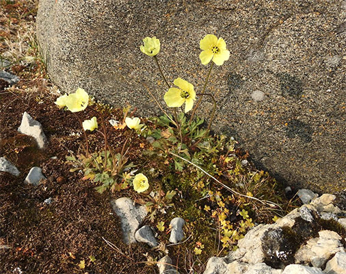 Arctic Poppies Pete Read