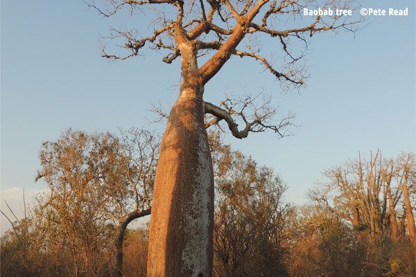 Baobab tree