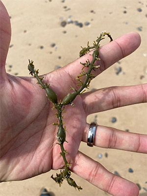 Seaweed on Magdalen Islands