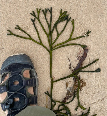 Seaweed on Magdalen Islands