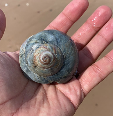 Shell on Magdalen Islands