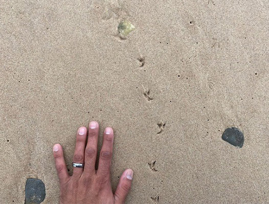 Bird footprints on Magdalen Islands