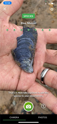 Blue Mussel on Magdalen Islands
