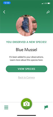 Magdalen Islands iSeek Blue Mussel