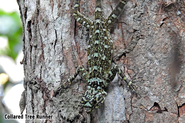 Collared Tree Runner