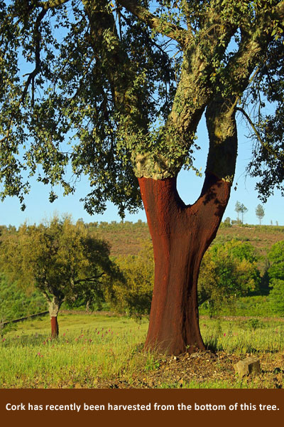 Cork Oak Tree