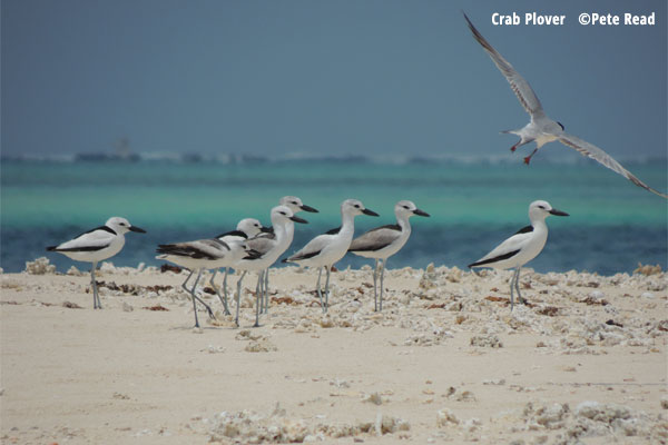 Crab Plover