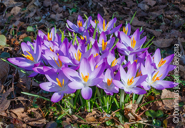 Crocus