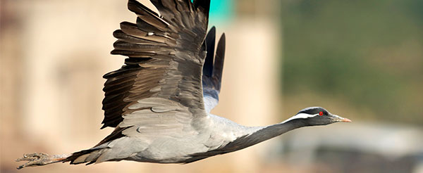 Demoiselle Crane Khichan India