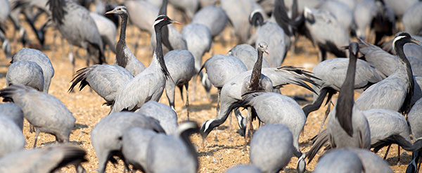 Demoiselle Crane Khichan India