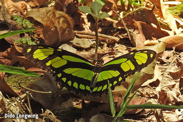 Dido Longwing