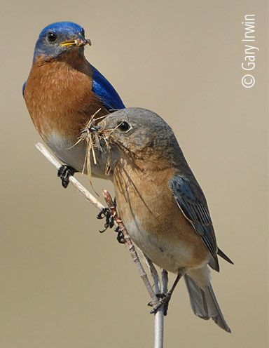 Eastern Bluebirds Gary Irwin