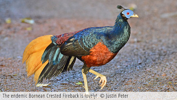 Bornean Crested Fireback Pheasant