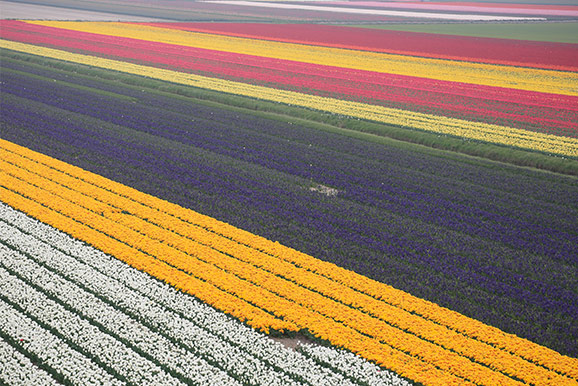 April colours in North Holland photo credit Hans A. Rosbach