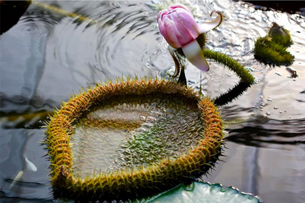 Giant Water-lily