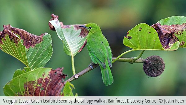 green leafbird