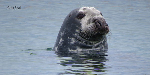 Grey Seal