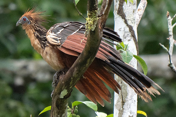 Hoatzin