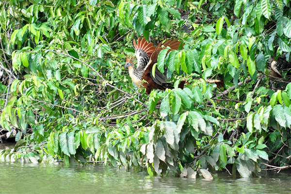 Hoatzin