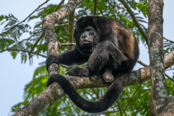 Howler Monkey