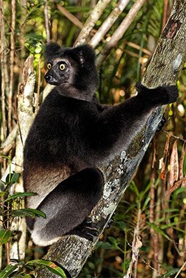 Indri