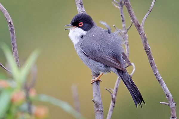 Sardinian Warbler