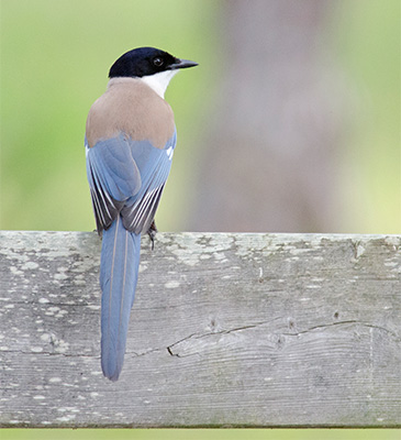 Iberian Magpie