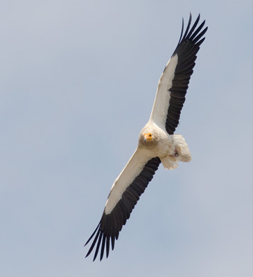 Egyptian Vulture