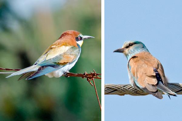 European Bee-eater, European Roller