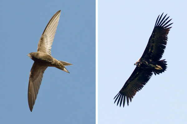 Common Swift, Cinereous Vulture