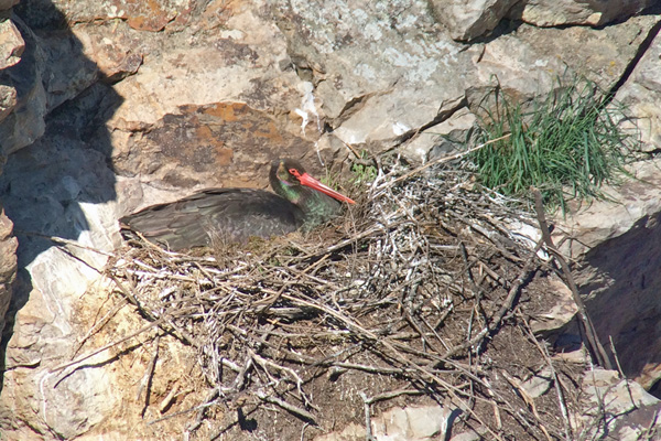 Black Stork