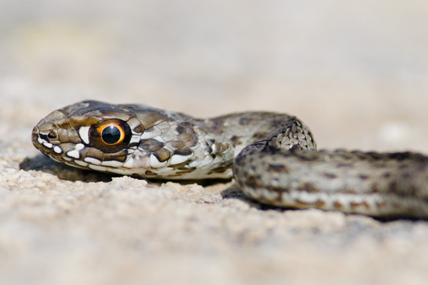 Montpellier Snake