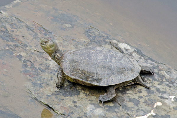 Mediterranean Turtle