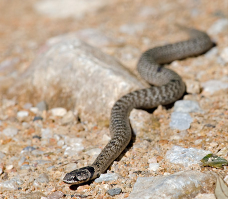 Iberian False Smooth Snake