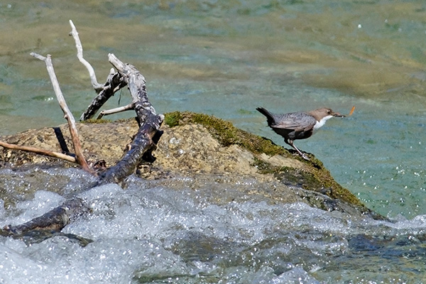 White-throated Dipper 