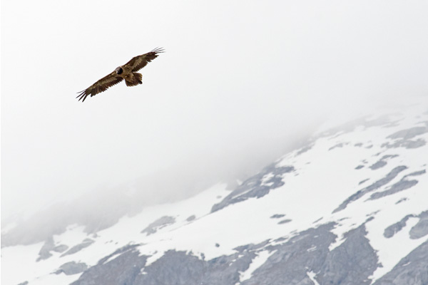 Lammergeier cruising in the Spanish Pyrenees