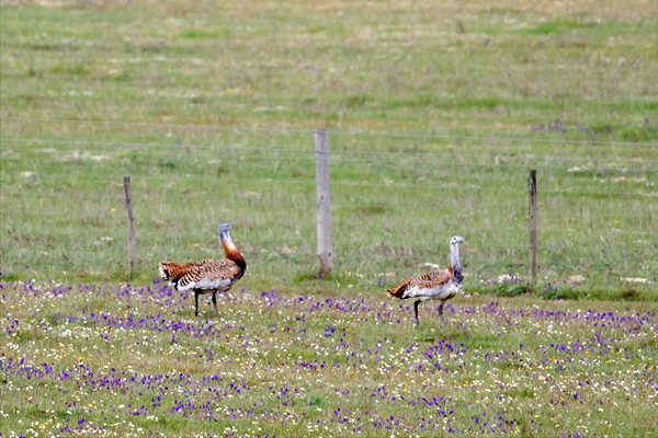 Great Bustards