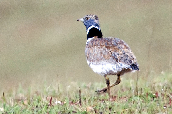 Little Bustard