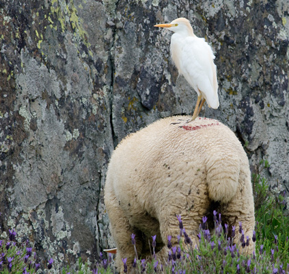 Cattle Egret