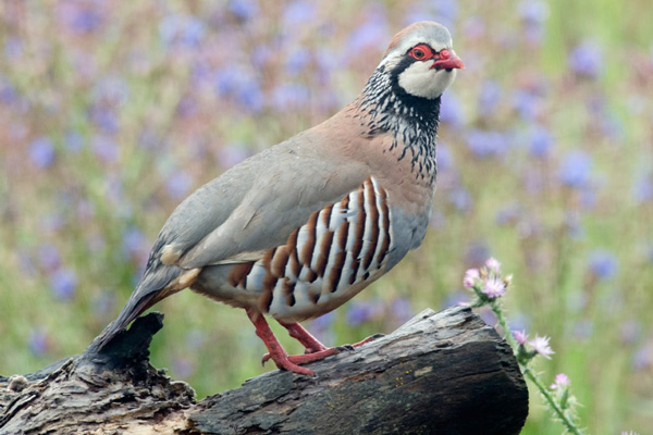 Red-legged Partridge